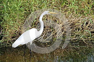 Great Egret