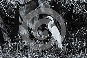 Great egret in a swamp in black and white