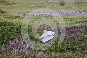 Great egret during takeoff