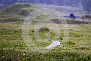 Great egret during takeoff