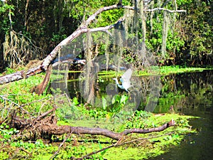 Great Egret takes flight along the bank of a florida river