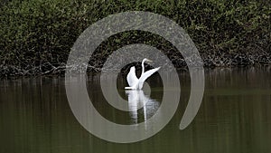 Great Egret takes off