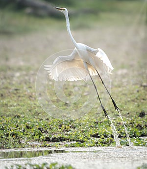 Great Egret Taking Flight