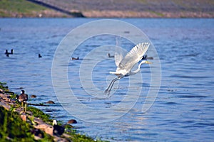 Great egret taking flight