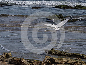 Great Egret Taking Flight from Coquina Rocks on Beach