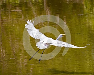 Great Egret taking flight over a muddy Slough of the Mississippi