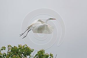 Great Egret Taking Flight From a Texs Rookery