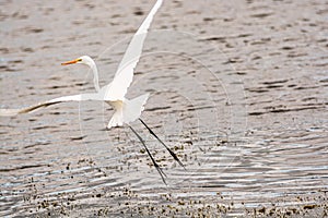 Great Egret, taking flight, from a tropical lake