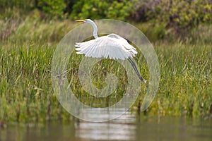 Great egret taking flight