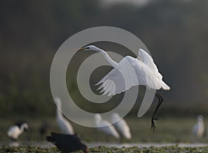 The great Egret Taking off