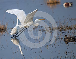 A Great Egret taking Off