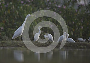 The flock of Egrets