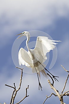 Great egret Taking off photo