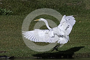 Great Egret Taking off
