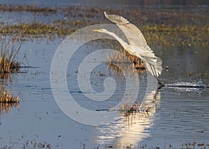 Great Egret taking off in wet land