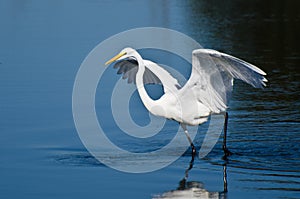 Great Egret Taking to Flight