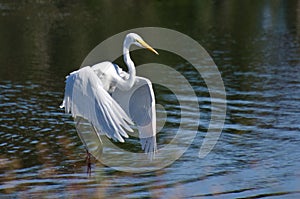 Great Egret Taking to Flight