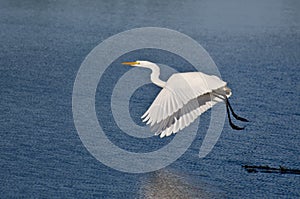 Great Egret Taking to Flight