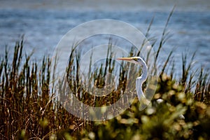 Great Egret in the Tall Grass in Port Aransas Texas