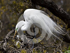 Great Egret in Tree