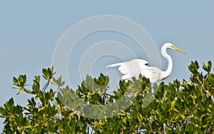 Great Egret in tree
