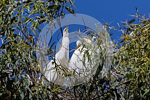 Great Egret in tree. Perched on branch. Blue sky.