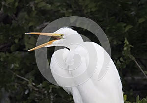 Great Egret in a treetop, closeup