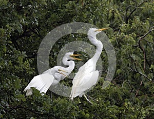 Great Egret in a treetop with her young photo