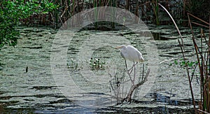Great Egret at Twilight in the Swamp
