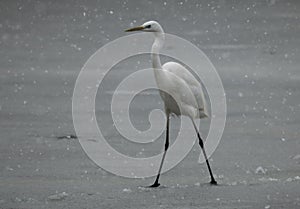 Great egret under the snow