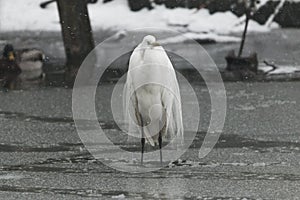 Great egret under the snow