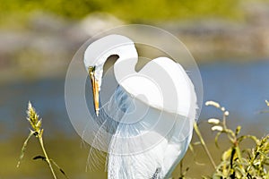 Great Egret at Venice, Florida Rookery