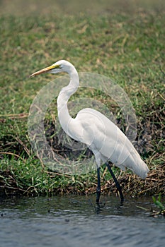 Great egret wades through shallows near bank