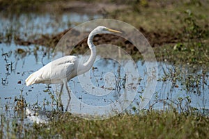 Great egret wades through shallows in sunshine
