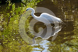 Great egret wading with a branch in its bill in Florida.