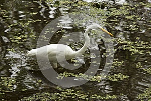 Great egret wading in shallow water of the Florida Everglades.