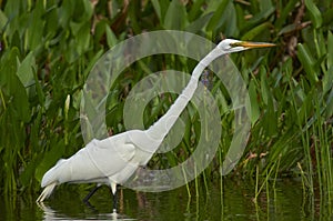 Great Egret walking along edge of pond