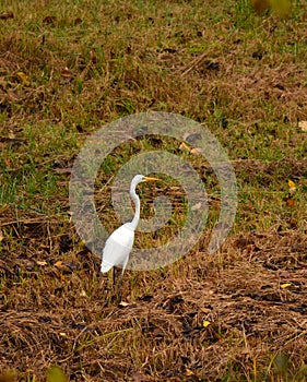Great egret walking on meadow