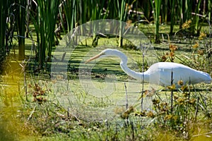 A great egret walking in a pond looking for food