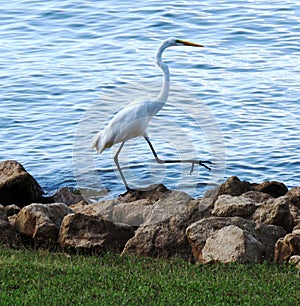 Great Egret walking stepping rock climbing strutting along water