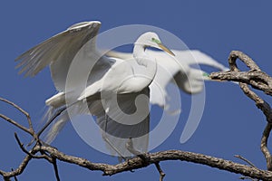 Great egret walking in tree photo