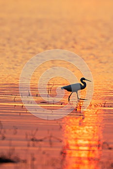 A Great Egret walking in a tropical swamp at sunset