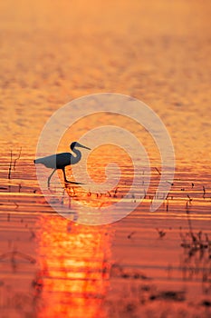 A Great Egret walking in a tropical swamp at sunset