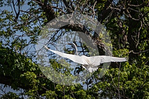 Great Egret white bird in flight landing in an oak tree