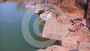 Great Egret White Bird Steadying itself on a Rock while Flapping Wings
