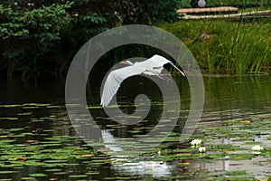 Great Egret or Great White Heron in flight