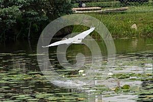 Great Egret or Great White Heron in flight