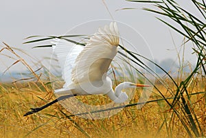 Great Egret (White Heron) Flying in the Grass