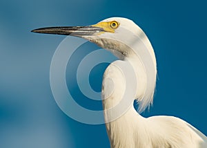 Great egret or White heron. Ocean or Sea bird. Blue sky on background. Bird feathers