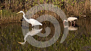 Great Egret, White Ibis, Glossy Ibis, Merritt Island National Wi